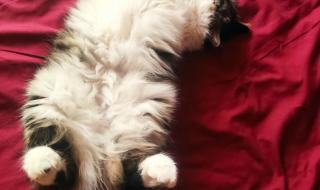 挪威的森林精彩片段 挪威的森林精彩片段